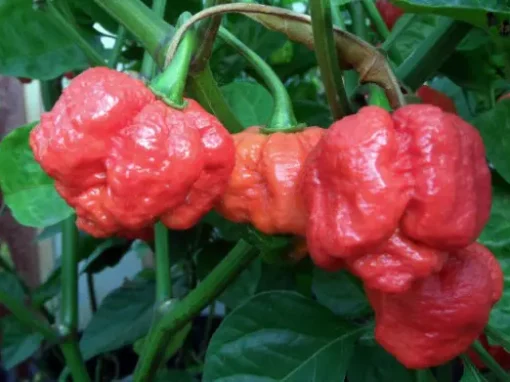 Trinidad Moruga Scorpion Pepper: Meet the new king
