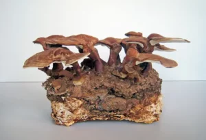 Smurfy! Mushroom homes