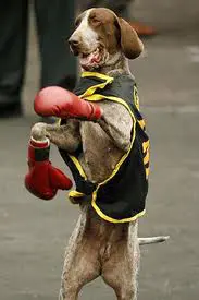 Dog fighting app