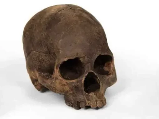 Chocolate Skulls From Human Molds